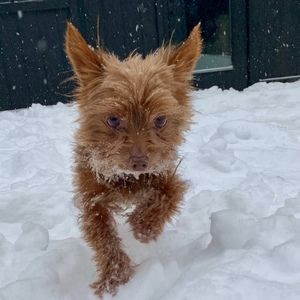 Meet your Posher, Kiersten